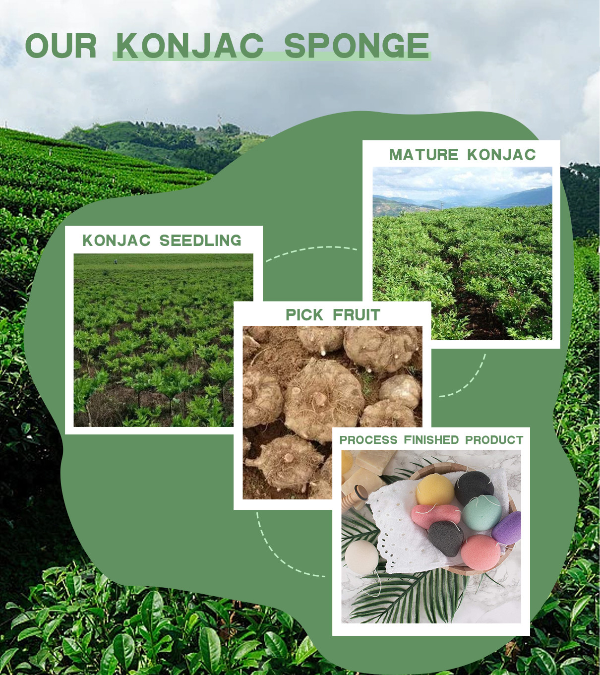 กรณี บริษัท ล่าสุดเกี่ยวกับ ฟองน้ำ Konjac ได้มาจากหัวของพืช Konjac
